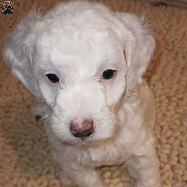 Spot, Mini Goldendoodle Puppy